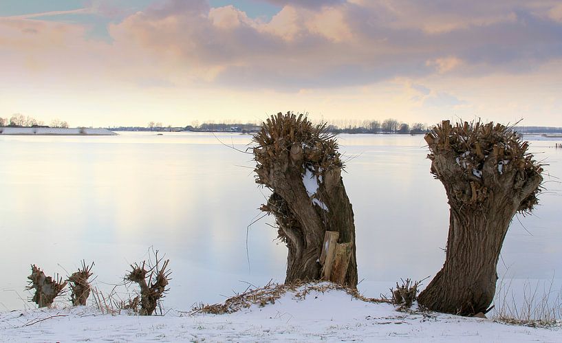 Knotwilgen van Jose Lok