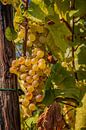 Grape picking Belgium by Dirk Smit thumbnail