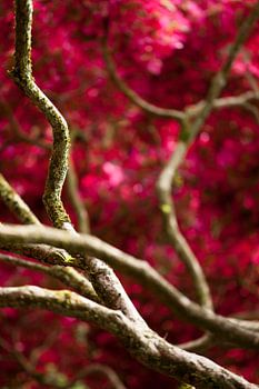 Zweige mit roter Blüte