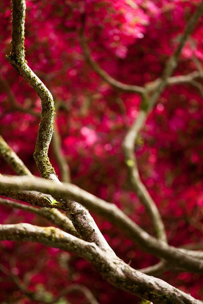 Branches avec des fleurs rouges par Raoul Suermondt