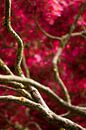 Branches avec des fleurs rouges par Raoul Suermondt Aperçu