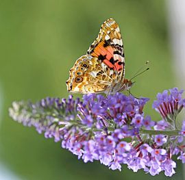 Vlinder op vlinderstruik by Marco Weening