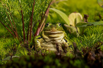 Frosch