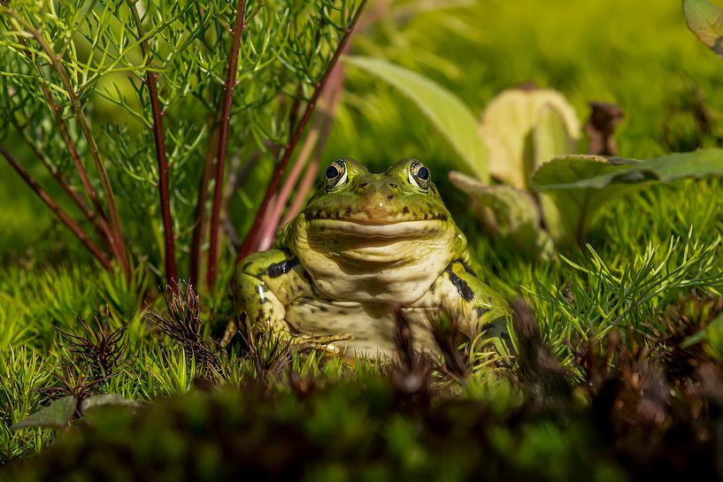 Frog by Raymond Engelen