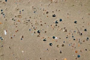 Muscheln am Strand