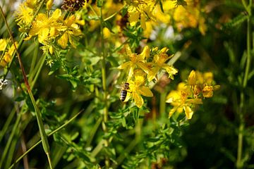 À l'occasion de la Saint-Jean