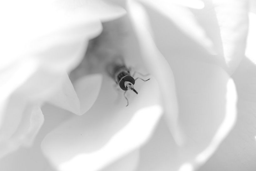 Hoverfly cherchant la sortie noir et blanc par Erwin van Eekhout