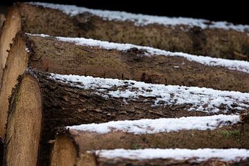 Boomstammen liggen te wachten onder een poederlaagje sneeuw van Ria van den Broeke