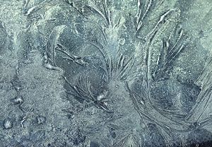 colombe dans la glace... ( apportant la paix )