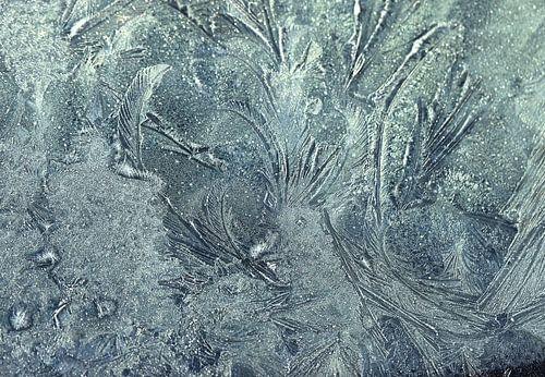 dove in ice... ( bringing peace)