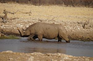 Neushoorn neemt een bad sur Erna Haarsma-Hoogterp