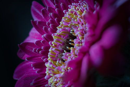 Roze gerbera macro