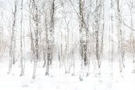 Winter in het bos van Ingrid Van Damme fotografie thumbnail