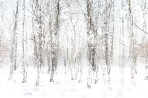 Winter in het bos