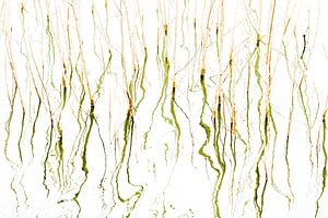 Résumé Plantes aquatiques