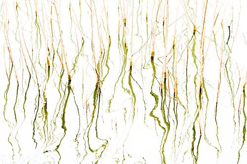 Abstracte waterplanten