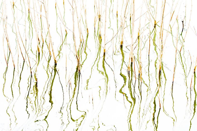 Abstract Aquatic plants by Danny Slijfer Natuurfotografie