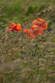 Wilde bloemen van Kimfaesdesign