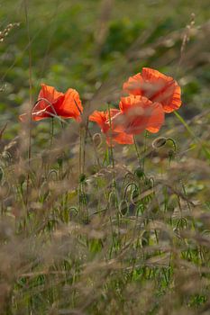Wilde bloemen