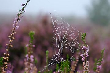 Spinnenweb met ochtenddauw op de Veluwse heide van Femke Looman
