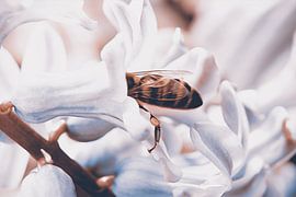 Eine Biene knabbern an einer Hyazinthe von Studio Mirabelle