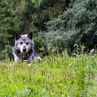 Oude Kerk (Amsterdam)