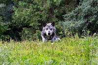 Grijze wolf