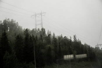 Brouillard dans les bois