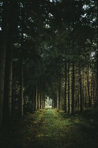 Pathway between the trees van Jan Eltink