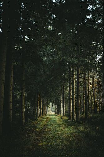 Sentier entre les arbres sur Jan Eltink