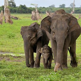 family of three Asian Elephants sur Riekus Reinders
