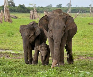 family of three Asian Elephants sur Riekus Reinders