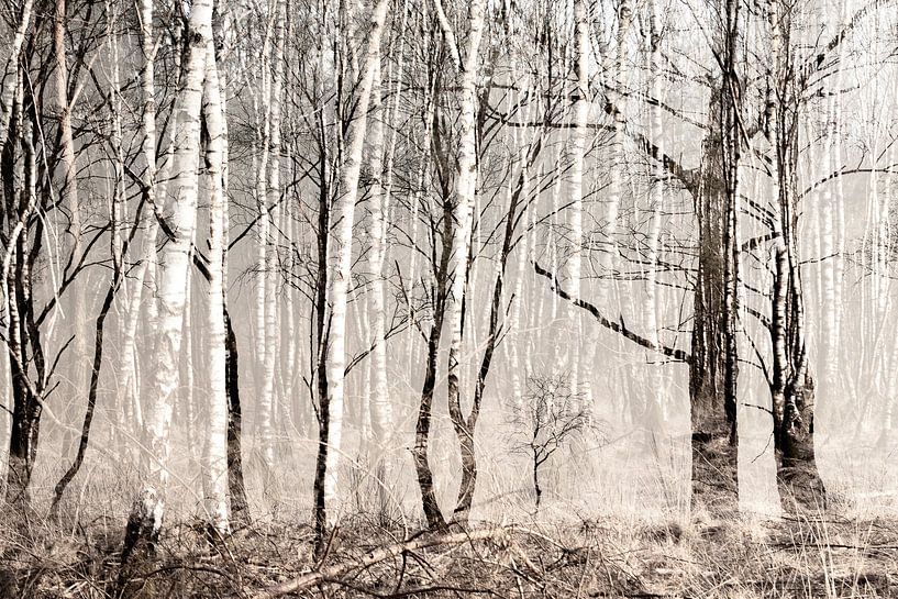 Birch 2 by Paulien Varkevisser