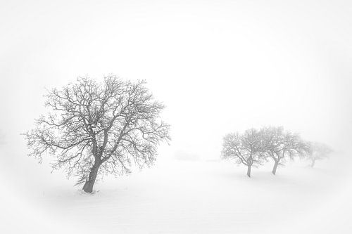 Mist