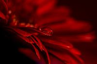 Larmes rouges