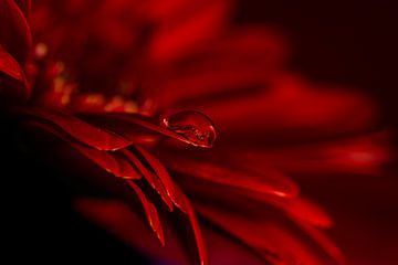 Red Tears by Jeannette Fotografie