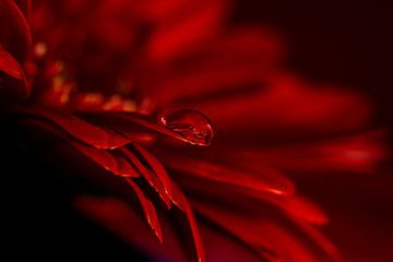 Larmes rouges sur Jeannette Fotografie