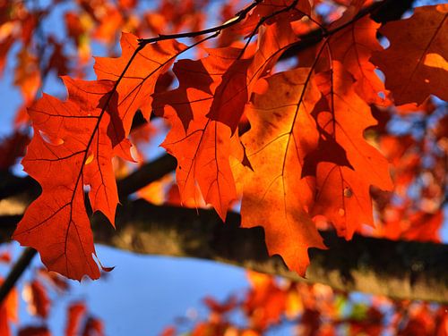 Herfst op de boom