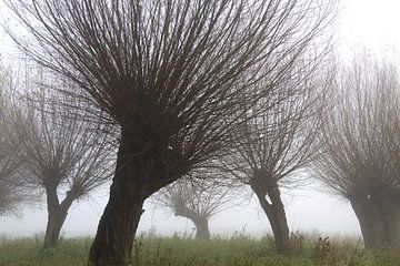 knotwilgen in de mist van Karina Baumgart