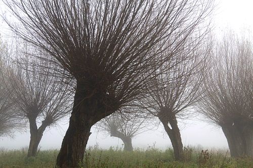 pollarded willows in the mist