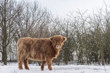 Schotse Hooglander in de sneeuw... van Ans Bastiaanssen