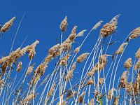 Wehendes Schilf mit Federn gegen einen klaren blauen Himmel