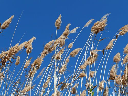 Agiter le roseau avec des plumes dans un ciel bleu clair