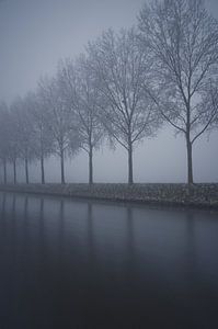  Rij met bomen in de mist 