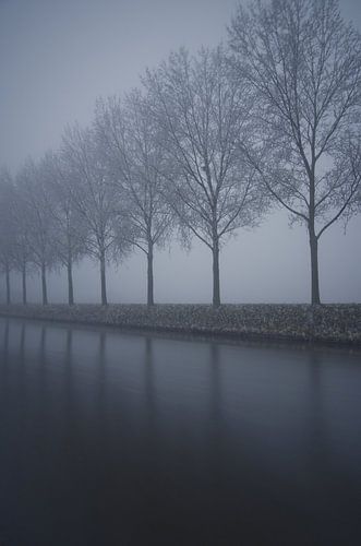  Rij met bomen in de mist 