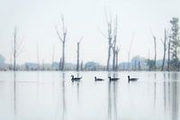 barnacle geese