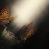Lichtinval van vlinders van Bert Hooijer