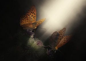 La lumière des papillons