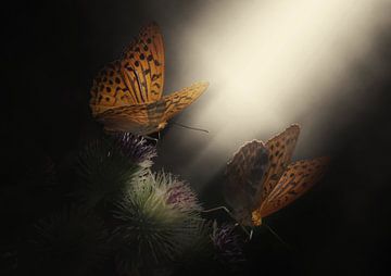 Lichtinval van vlinders van Bert Hooijer