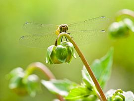 Libelle sur Dick Besse